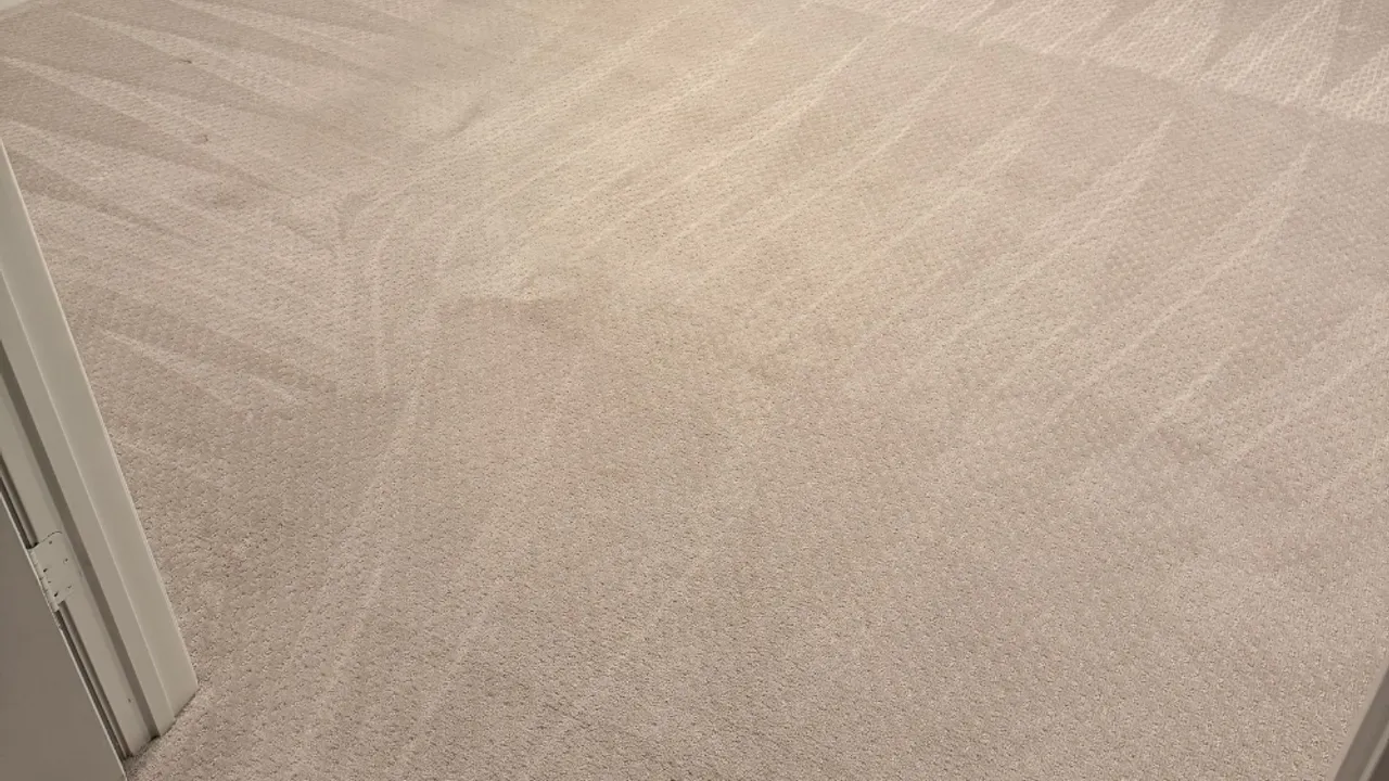 Freshly cleaned carpet in a bright Decatur-area living room