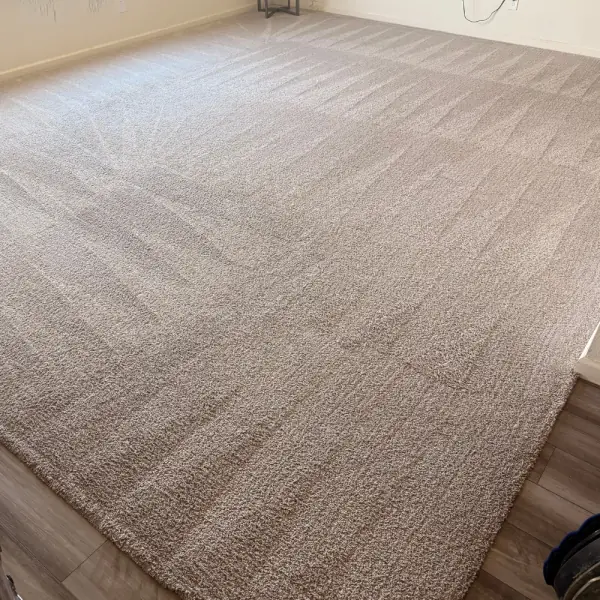 Large area rug cleaned on site