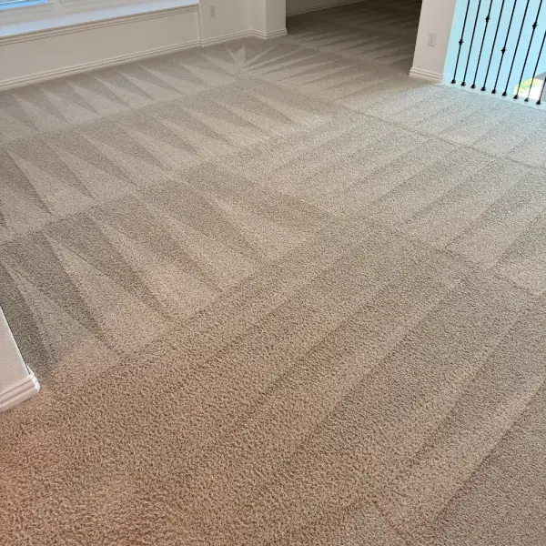 Freshly cleaned carpet with crisp grooming lines